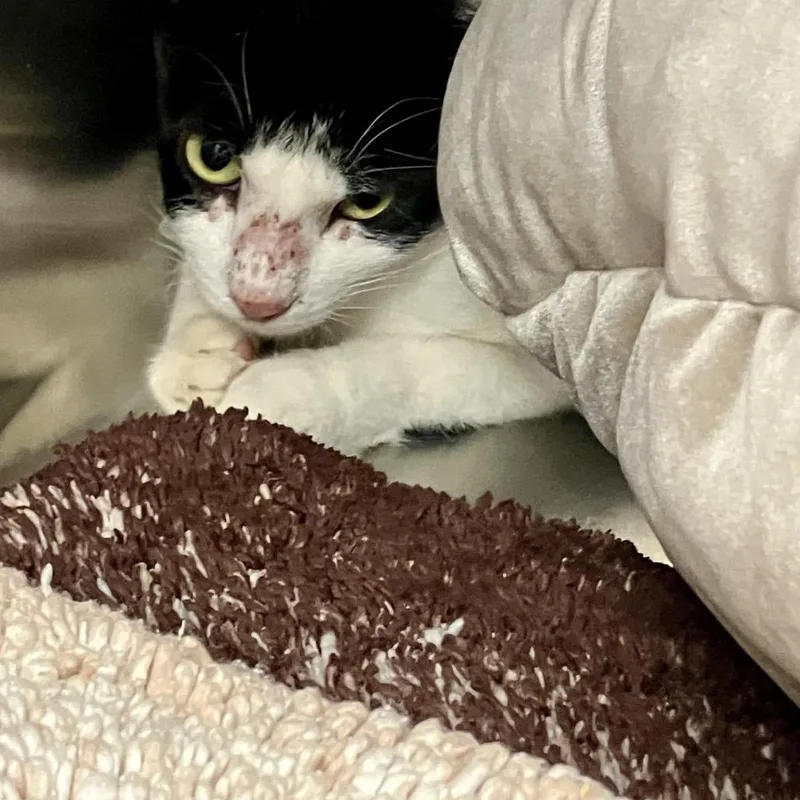An adult medium-sized female Black Domestic Short Hair cat named Ms. Sunday for adoption in Port Charlotte, FL
