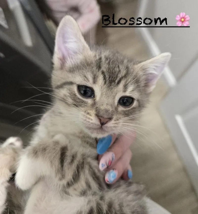 Blossom thumbnail 2