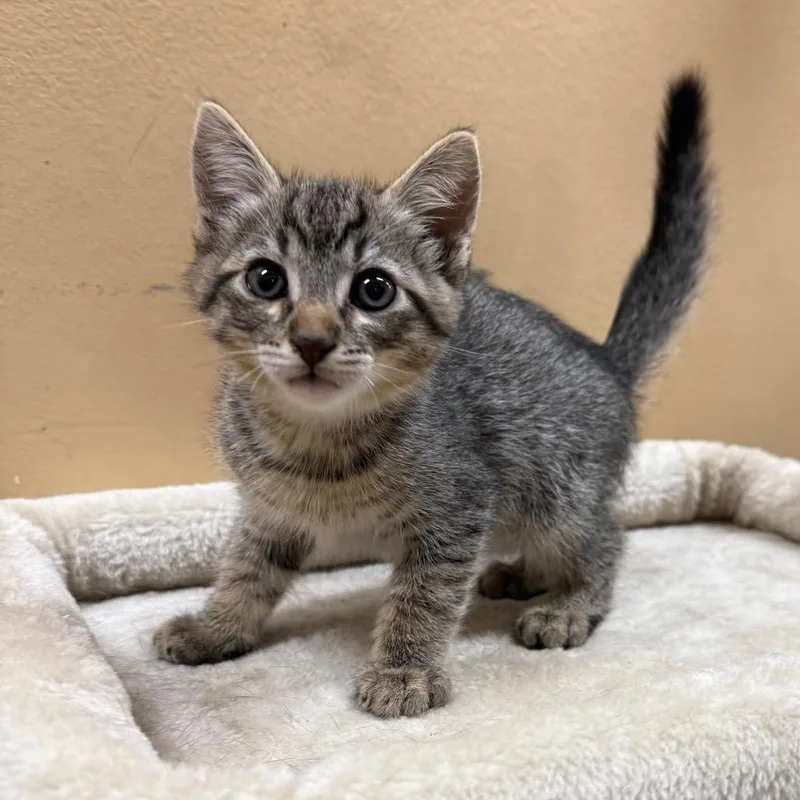A baby small-sized male Brown / Chocolate Domestic Short Hair cat named Duke for adoption in Hemet, CA
