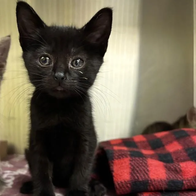 A baby small-sized female Domestic Short Hair cat named Meeny for adoption in St. Louis, MO