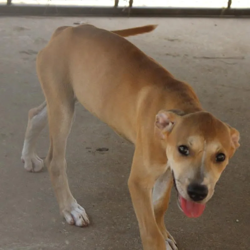 A baby small-sized female Yellow / Tan / Blond / Fawn Mixed Breed dog named Beatrice for adoption in Valley, AL
