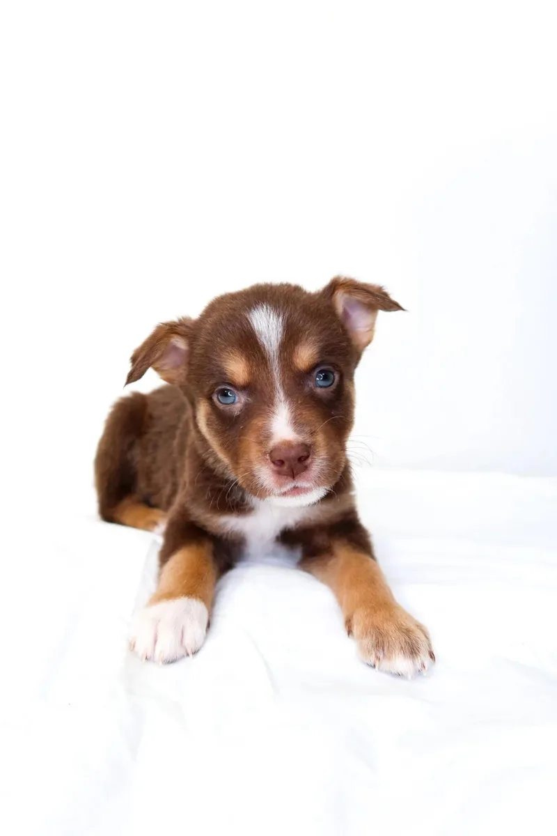A baby medium-sized male Brown / Chocolate Shepherd dog named Kellogg's for adoption in Bixby, OK