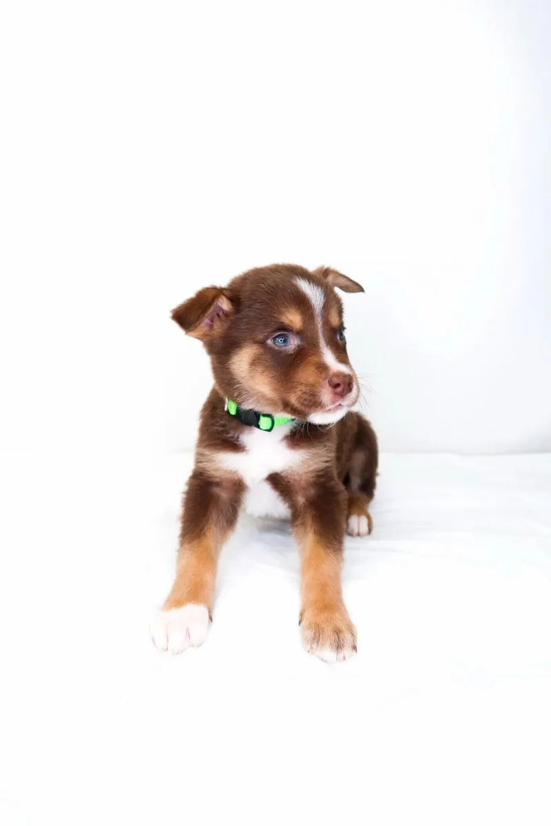 Kellogg's thumbnail 2