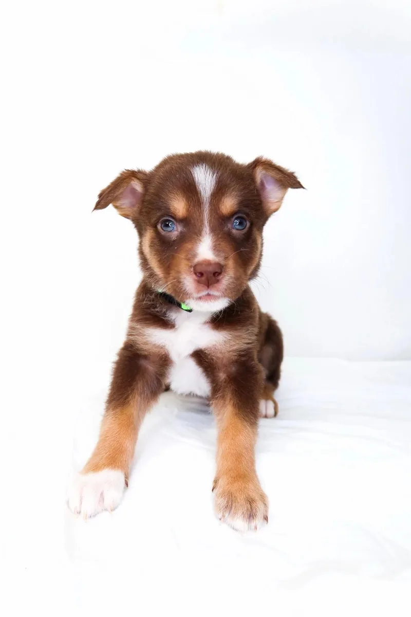 Kellogg's thumbnail 3