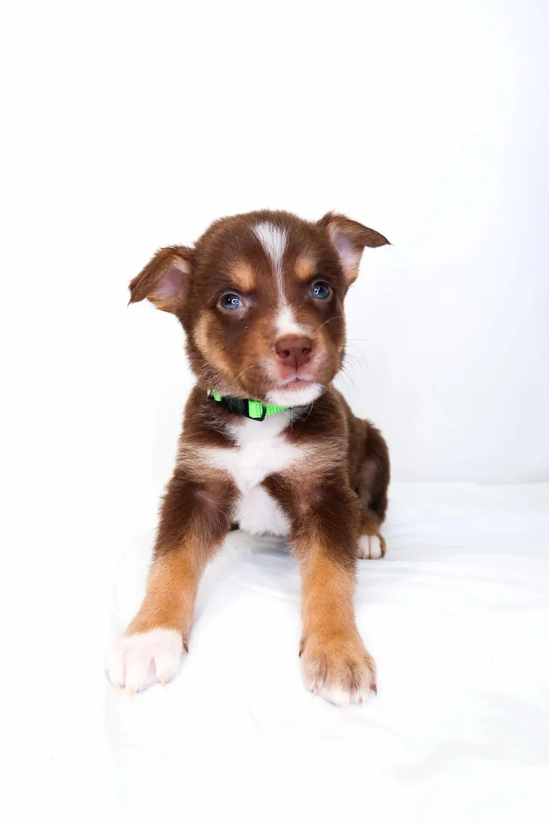 Kellogg's thumbnail 4