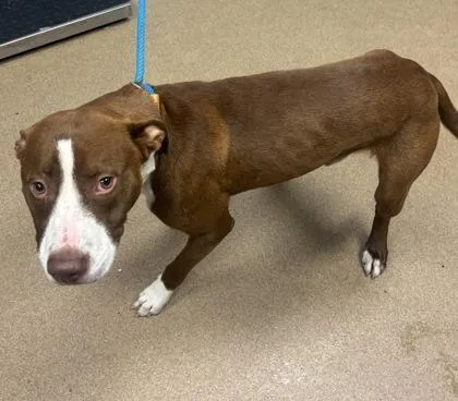 An adult large-sized male Mixed Breed dog named Raynor for adoption in Chamblee, GA