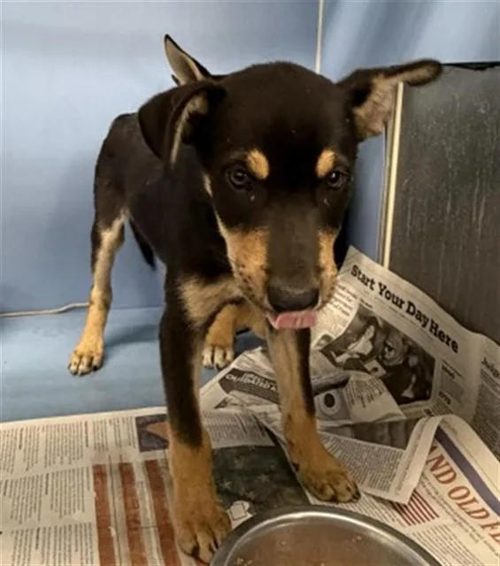 A baby small-sized male German Shepherd Dog dog named Ricardo for adoption in San Bernardino, CA