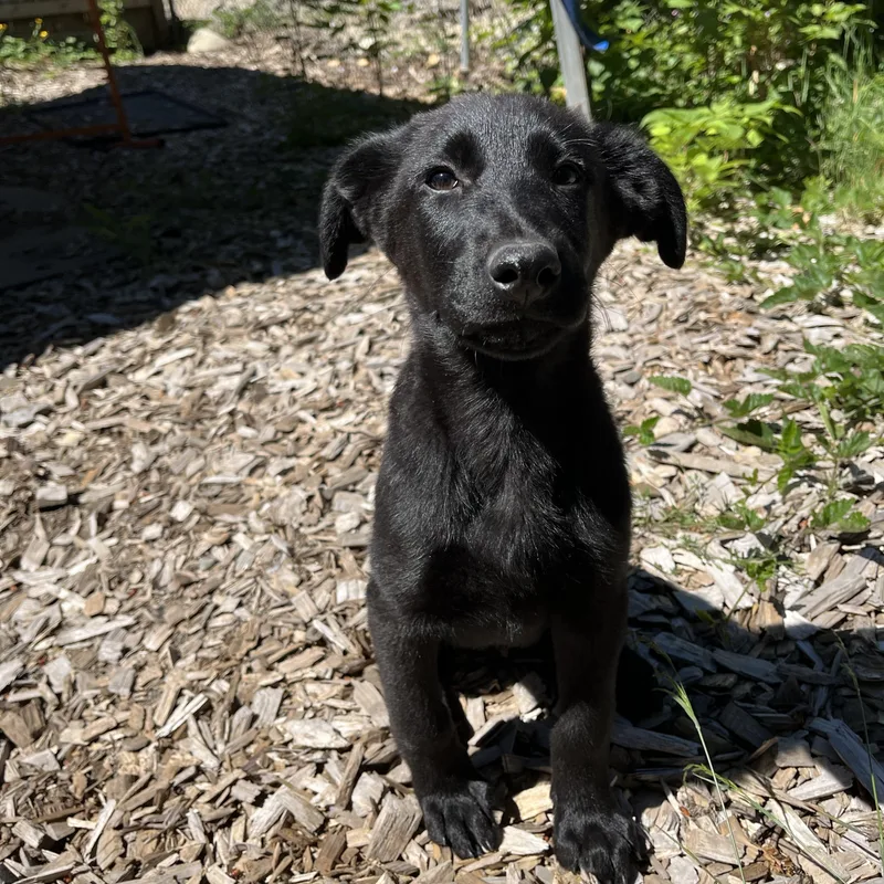 A baby medium-sized male Black Labrador Retriever dog named Ash for adoption in Snoqualmie, WA