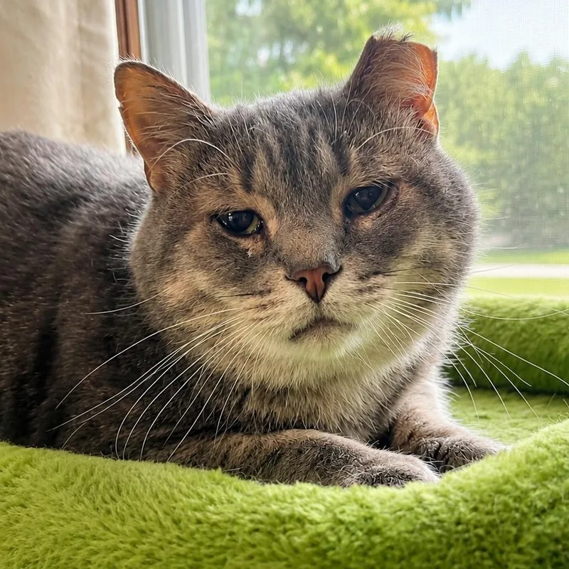 An adult medium-sized male Tabby (Gray / Blue / Silver) Domestic Short Hair cat named Blakely "sad Boy" for adoption in Kent, OH