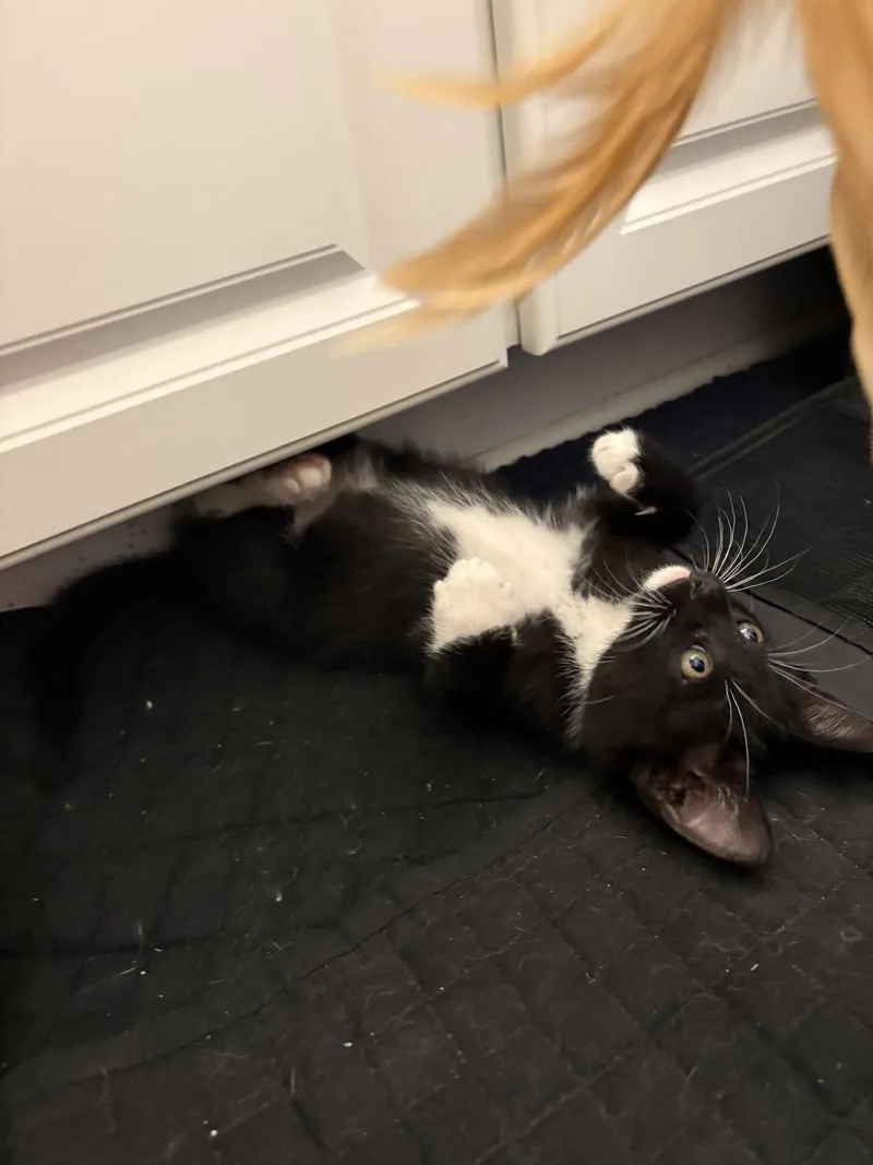 A young medium-sized male Domestic Short Hair cat named Chatterbox for adoption in Camden, SC