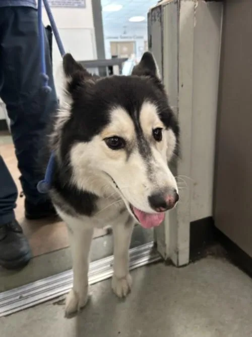 A young medium-sized female Husky dog named Lassie for adoption in Van Nuys, CA