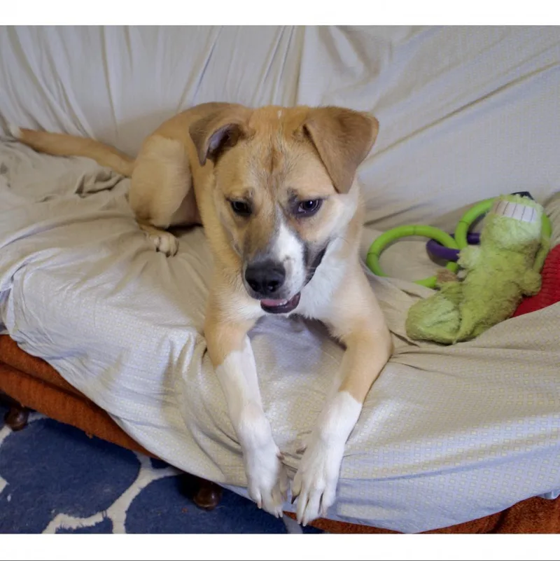 Harvey thumbnail 5