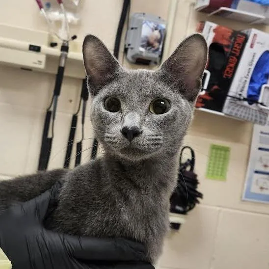 An adult small-sized female Gray / Blue / Silver Domestic Short Hair cat named Benson for adoption in Springfield, MA