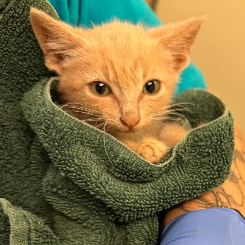 A baby small-sized male Buff / Tan / Fawn Domestic Short Hair cat named Vincent for adoption in Lynchburg, VA
