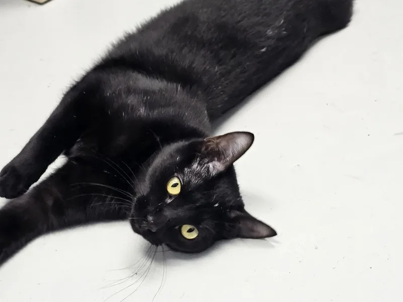 A young small-sized female Black Domestic Short Hair cat named Hula for adoption in Bossier City, LA