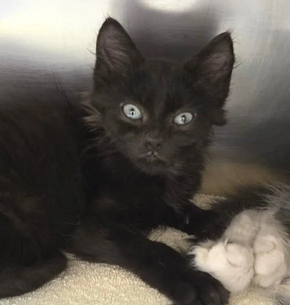 A young small-sized male Domestic Short Hair cat named Storm for adoption in North Myrtle Beach, SC