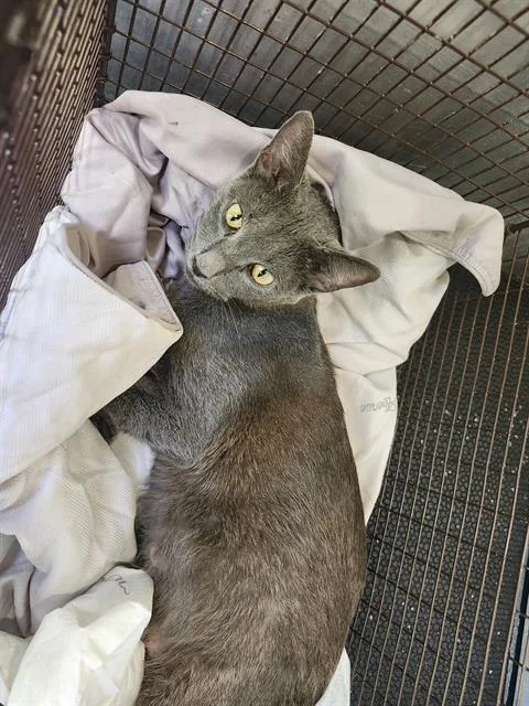 A young medium-sized female Domestic Short Hair cat named Mogie for adoption in San Antonio, TX