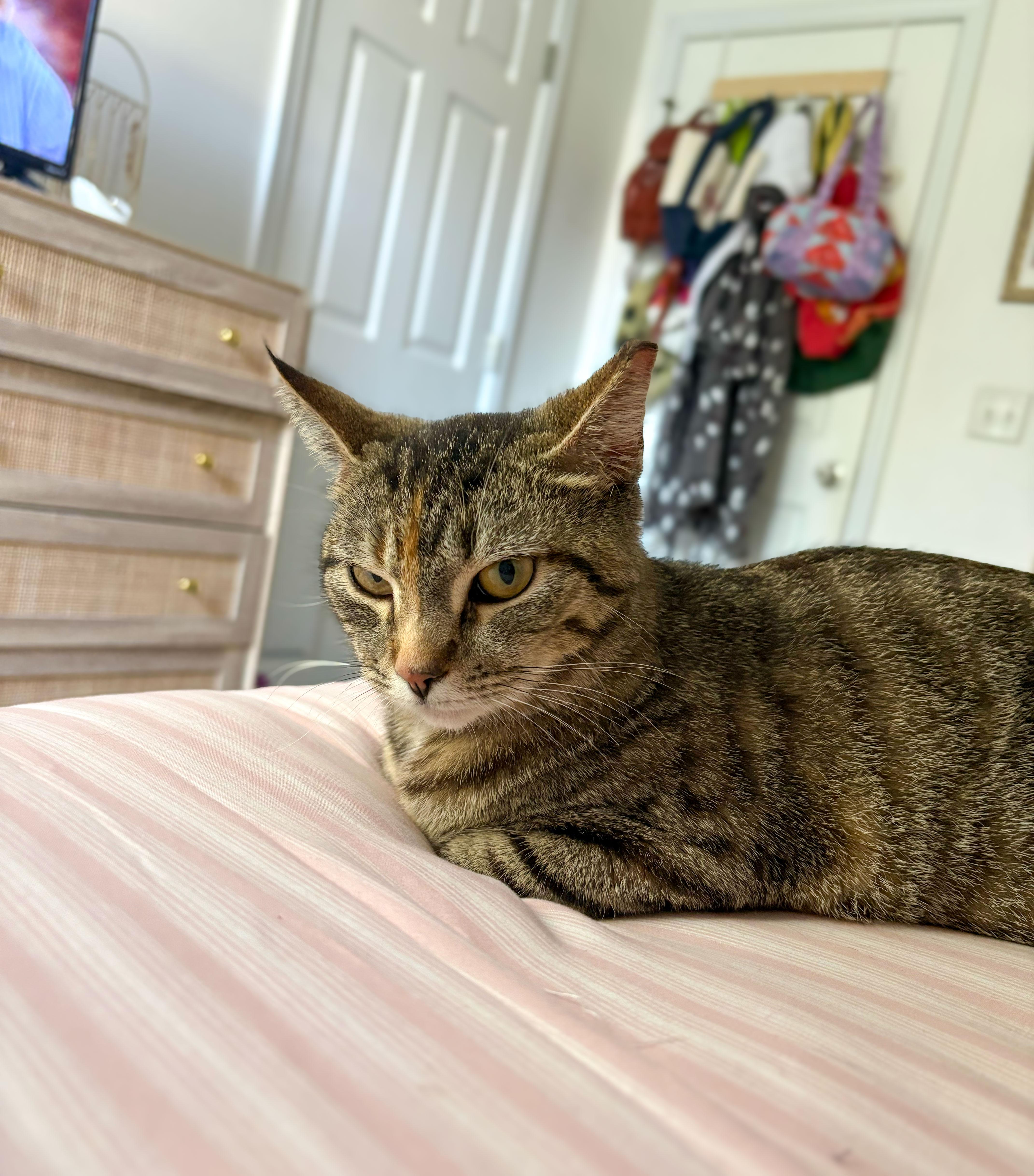 Cordelia thumbnail 2