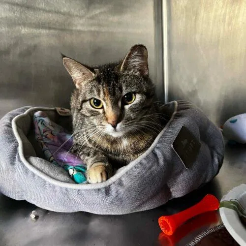 Cordelia thumbnail 3