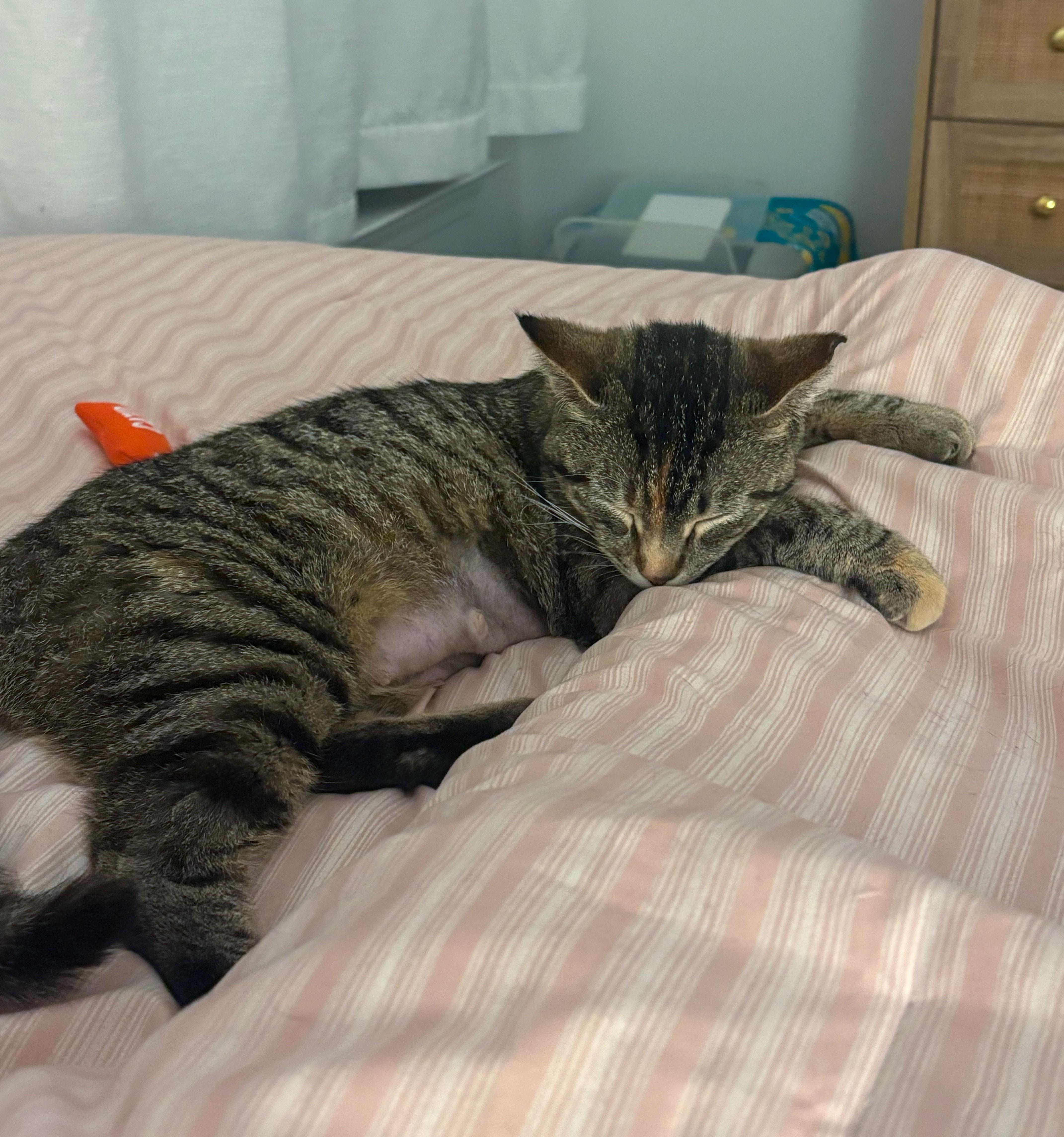 Cordelia thumbnail 4