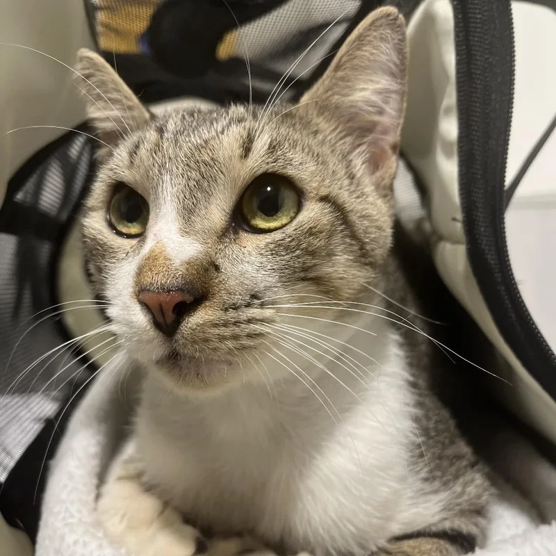 An adult medium-sized male Gray / Blue / Silver Domestic Short Hair cat named Alta for adoption in Tampa, FL