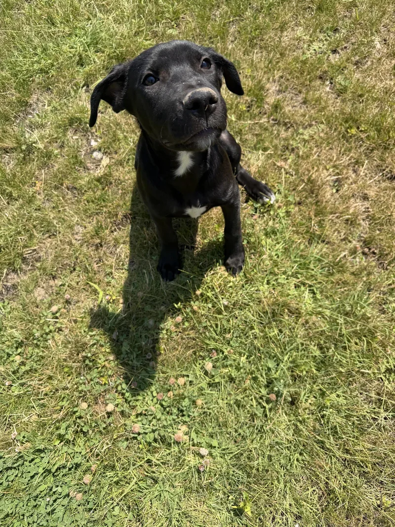 A baby medium-sized male Labrador Retriever dog named Mr. Luke Sky Walker for adoption in Midway, UT