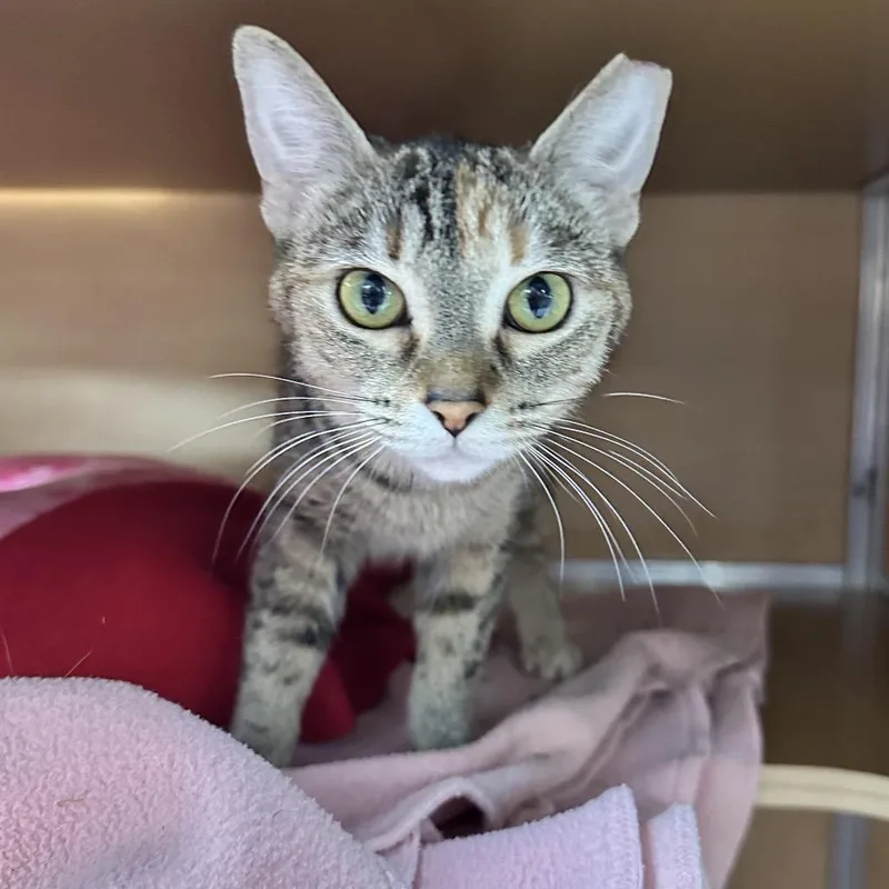 A young medium-sized female Gray / Blue / Silver Domestic Short Hair cat named Ivy for adoption in Brookfield, WI