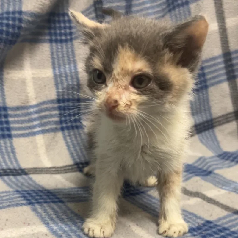 A baby small-sized female Calico Domestic Short Hair cat named Dolly for adoption in Deerfield, IL