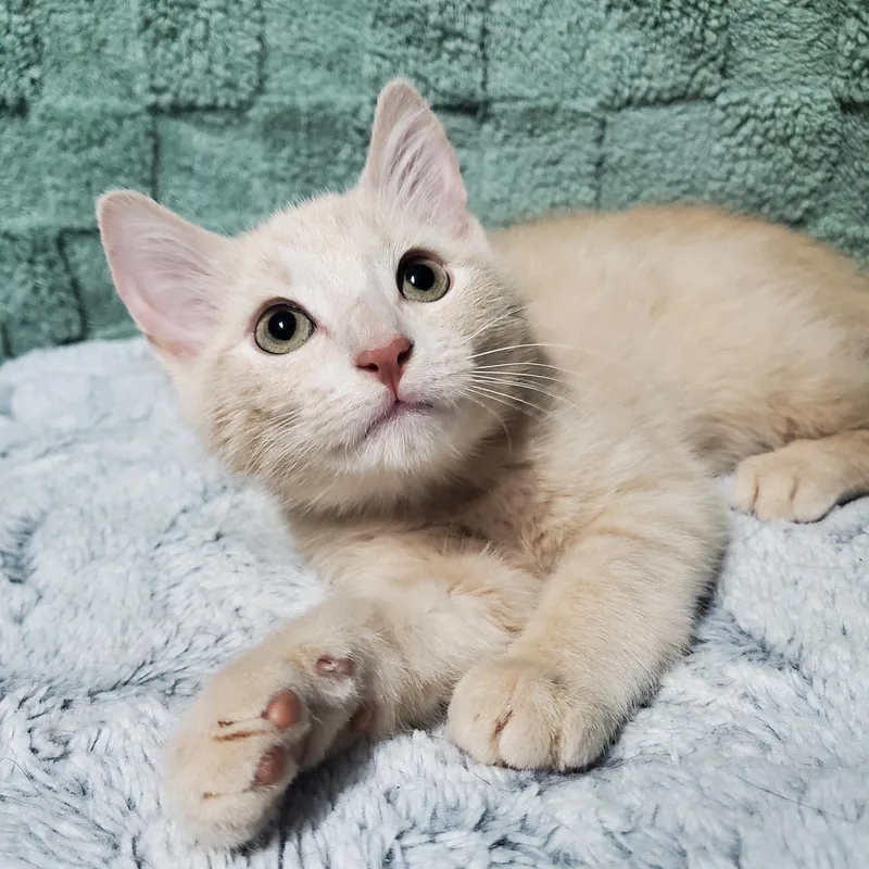 A baby medium-sized male Buff / Tan / Fawn Domestic Short Hair cat named Indy for adoption in Ottawa, IL