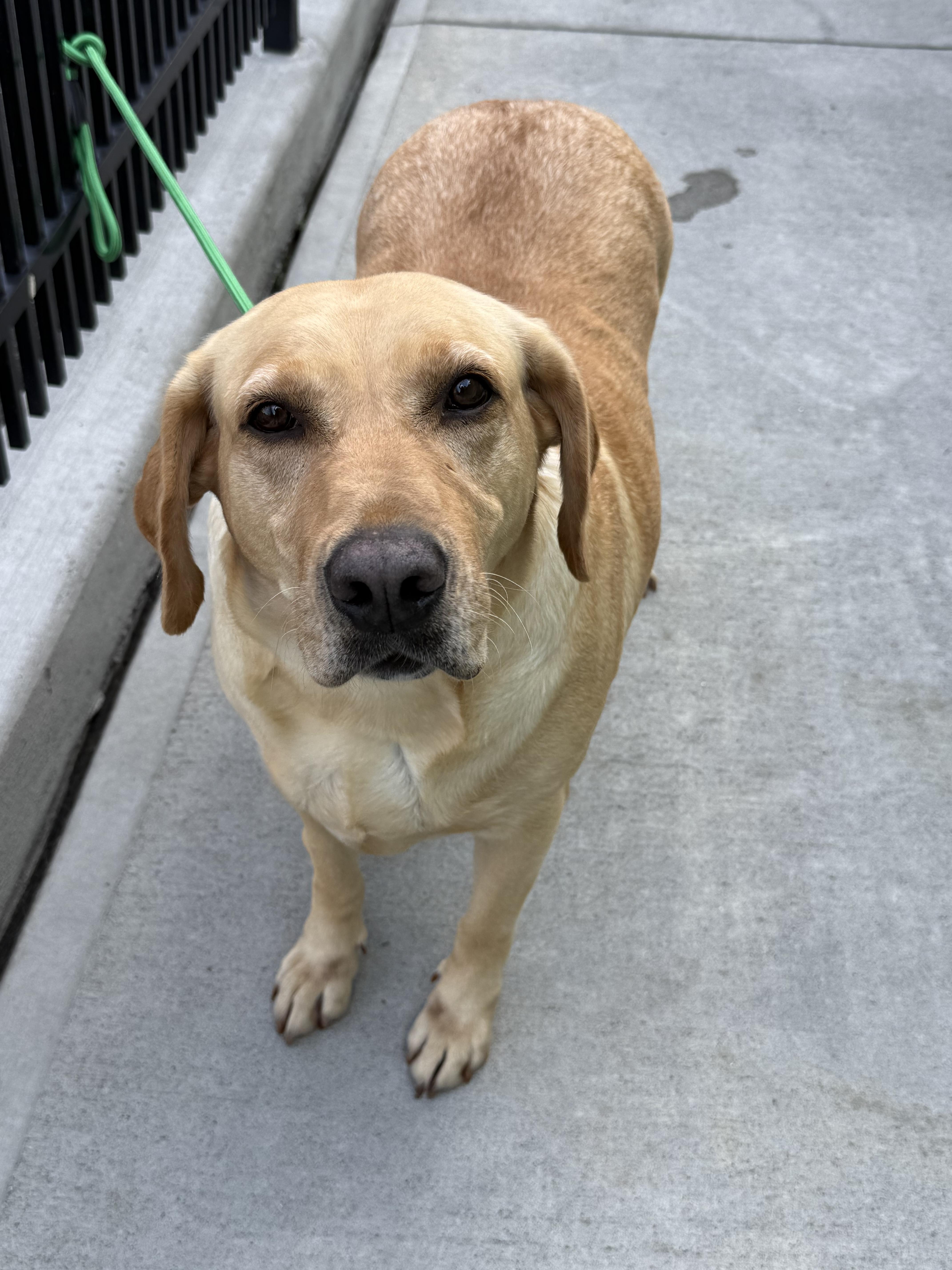 An adult large-sized female Yellow / Tan / Blond / Fawn Labrador Retriever dog named Ana for adoption in Milford, CT