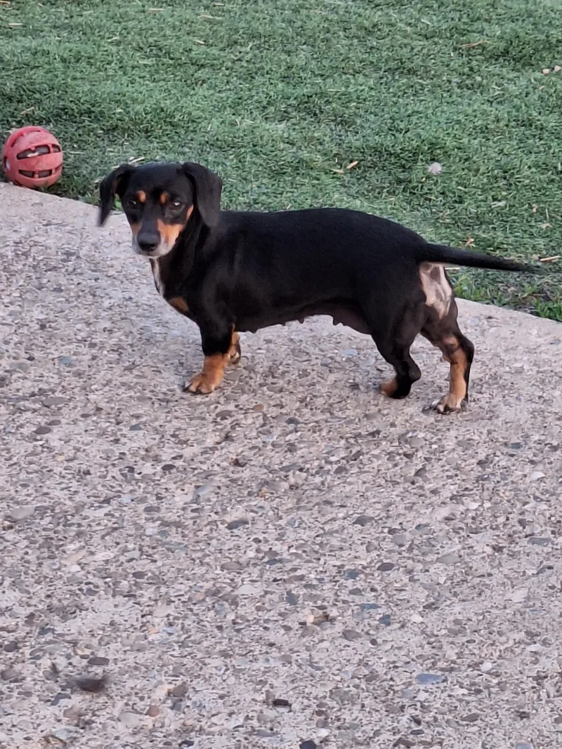 An adult small-sized female Tricolor (Brown, Black, & White) Dachshund dog named Tootie for adoption in St. Clairsville, OH