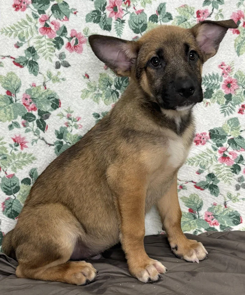 A young large-sized male Shepherd dog named Brandon for adoption in Wetumpka, AL