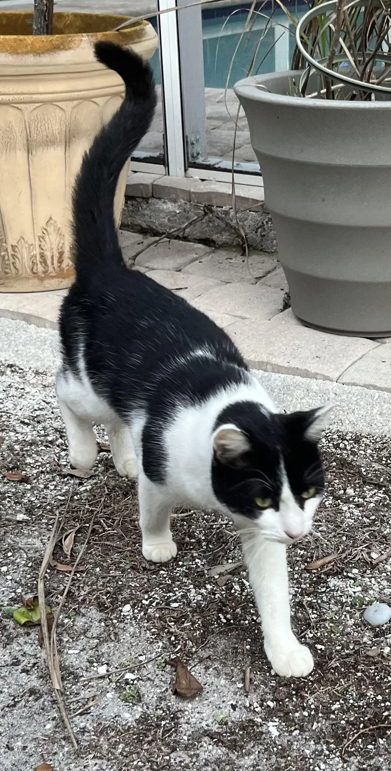 A young medium-sized female Domestic Short Hair cat named Molly for adoption in Naples, FL