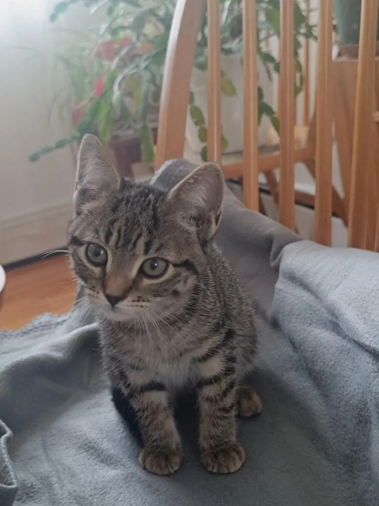 A baby medium-sized male Domestic Short Hair cat named Murphy And Corey for adoption in New York, NY