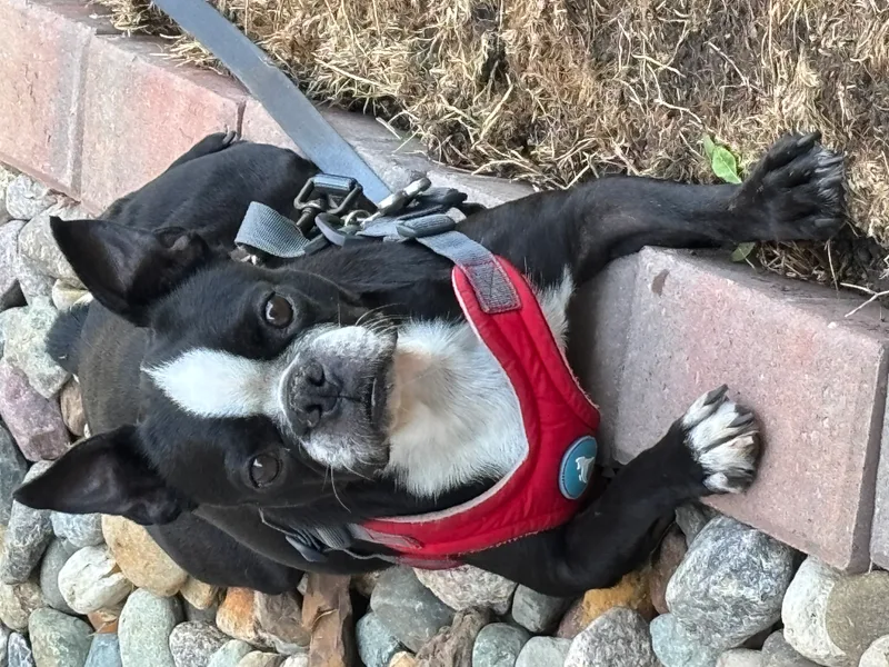 Lucy in ID thumbnail 6