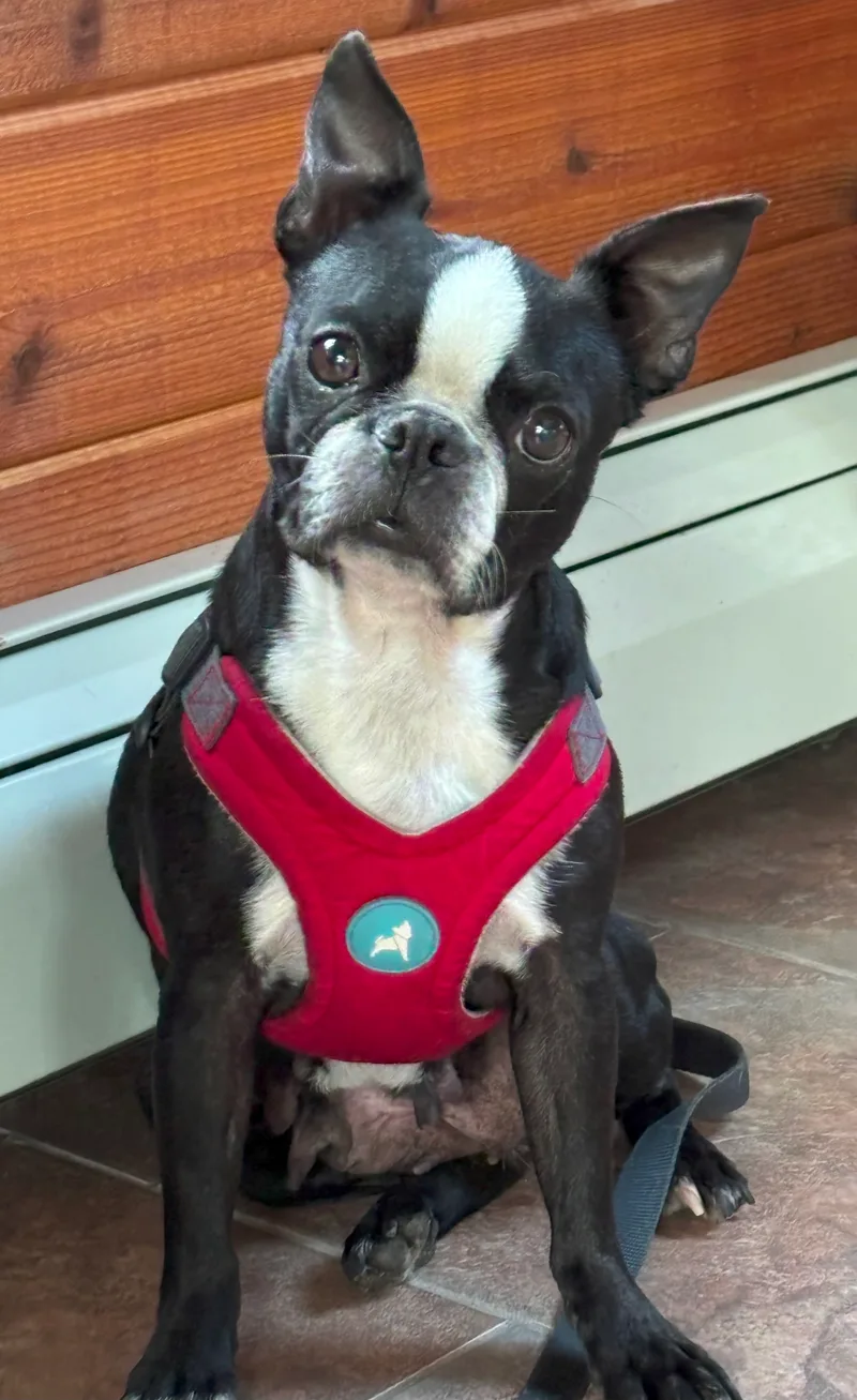 Lucy in ID thumbnail 5