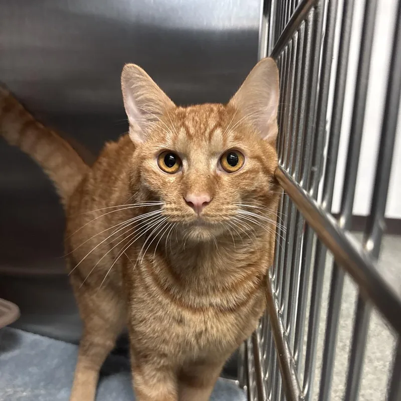 A young large-sized male Orange / Red Domestic Short Hair cat named Mr Morris for adoption in Lakeland, FL