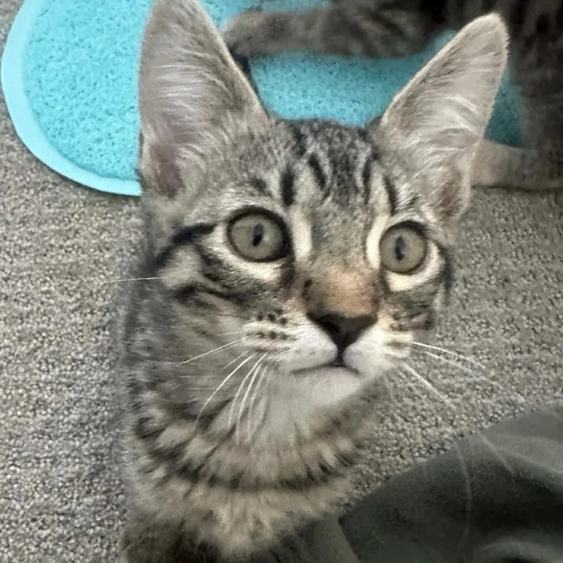 A baby small-sized female Brown / Chocolate Domestic Short Hair cat named Eleanor for adoption in Escondido, CA