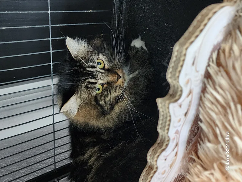 An adult medium-sized male Tabby (Buff / Tan / Fawn) Tabby cat named Zeus for adoption in Lacey, WA