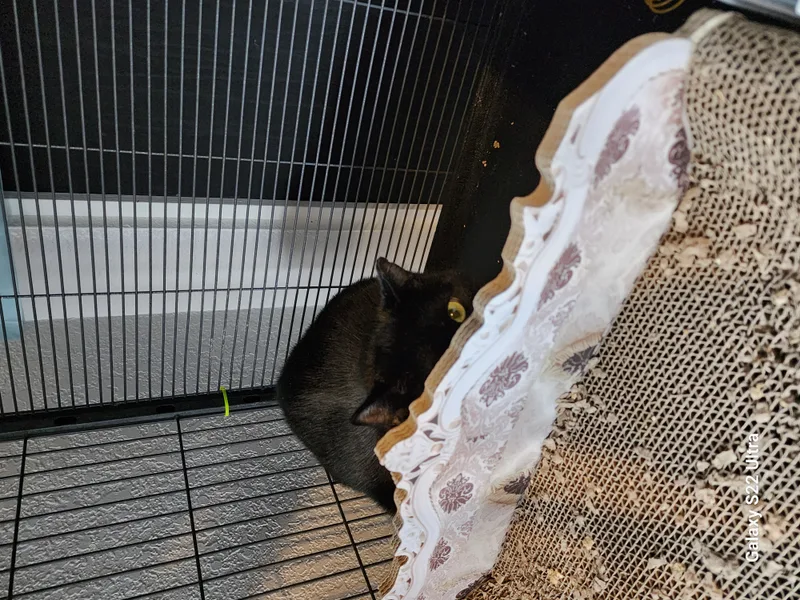 An adult medium-sized male Black Domestic Short Hair cat named Thanos for adoption in Lacey, WA