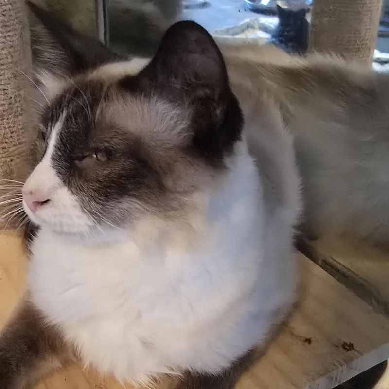 Persephone thumbnail 3