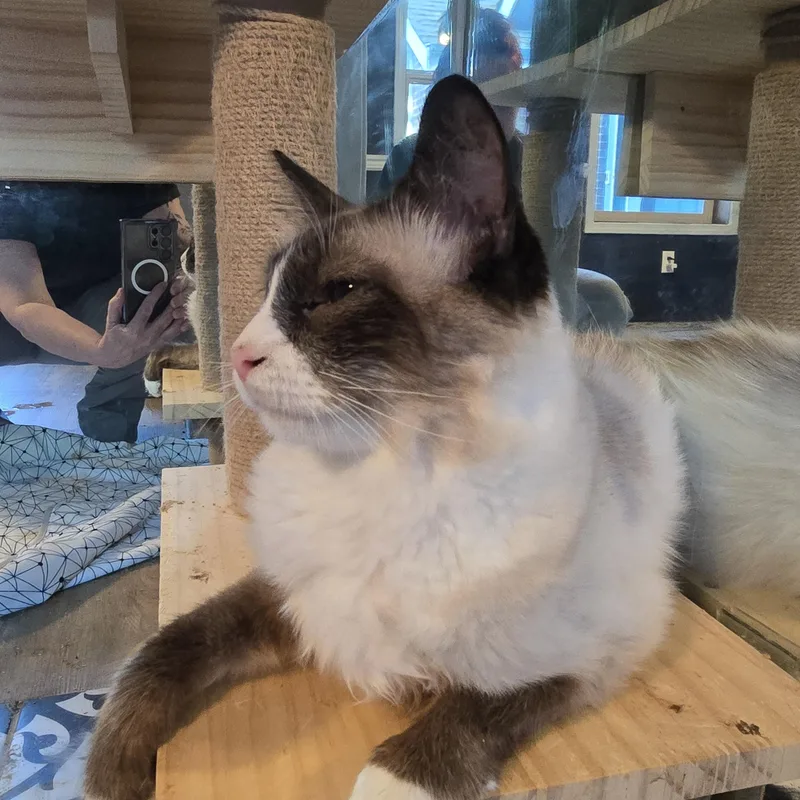 Persephone thumbnail 2