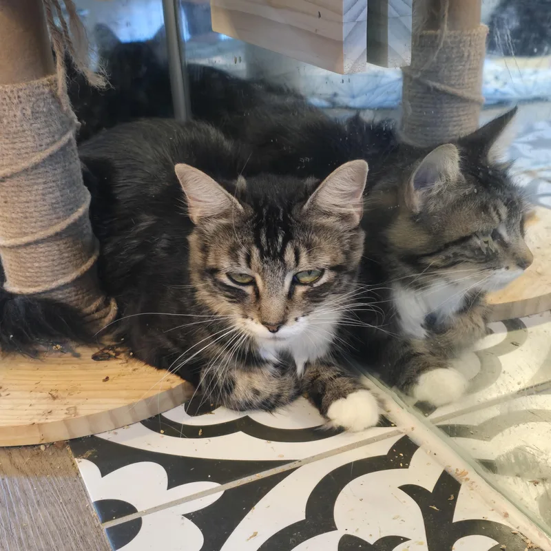 An adult small-sized female Tabby (Buff / Tan / Fawn) Tabby cat named Aphrodite for adoption in Lacey, WA