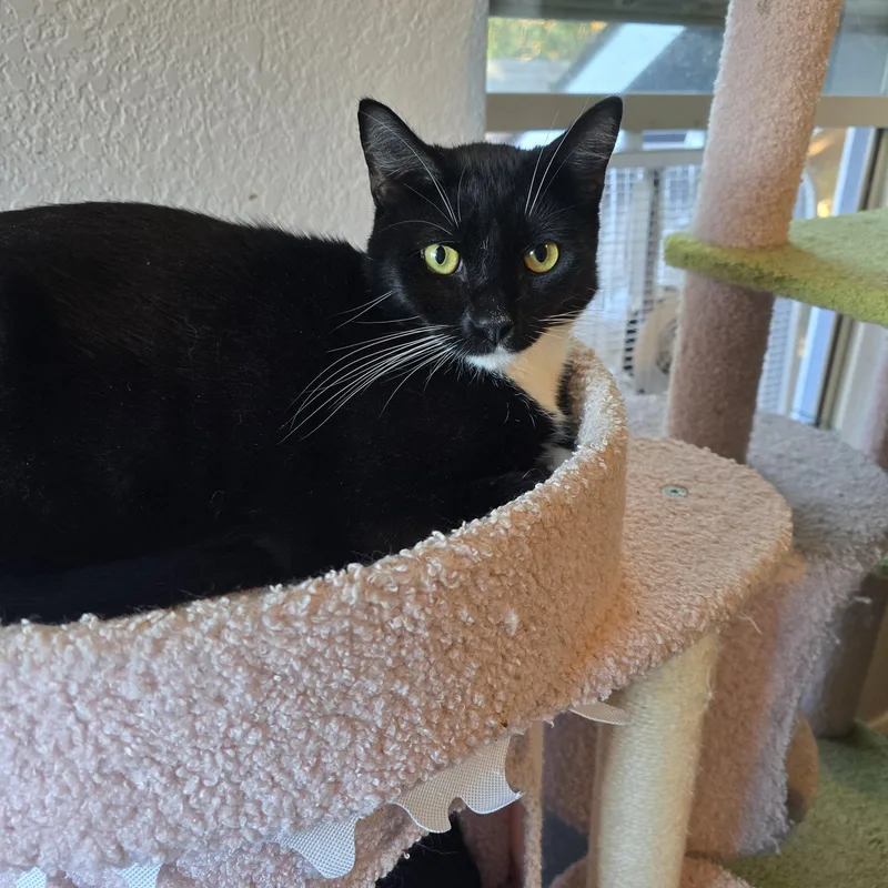 A young large-sized male Black & White / Tuxedo Domestic Short Hair cat named Poseidon for adoption in Lacey, WA