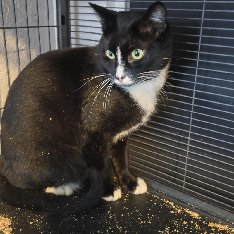 A young large-sized male Black & White / Tuxedo Domestic Short Hair cat named Apollo for adoption in Lacey, WA