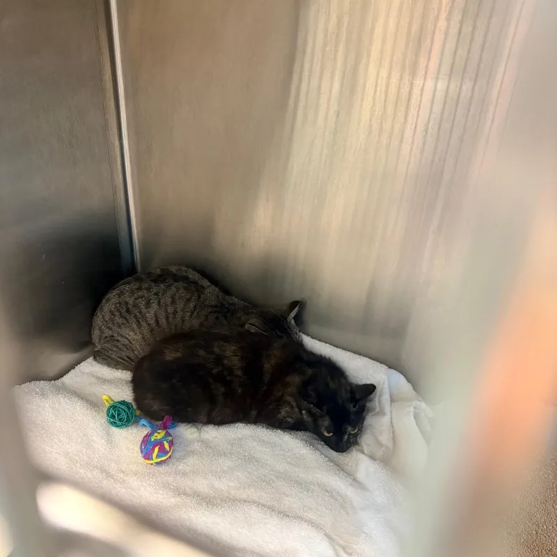 A baby medium-sized female Gray / Blue / Silver Domestic Short Hair cat named Kim for adoption in Clearwater, FL