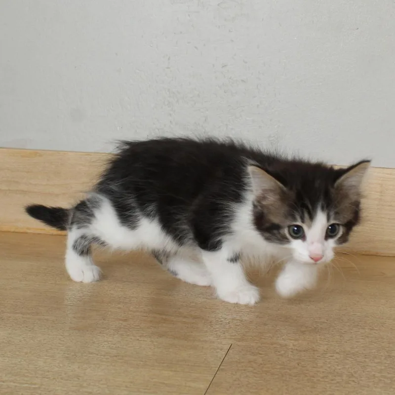 A baby small-sized male Brown / Chocolate Domestic Short Hair cat named Lenny C for adoption in Minnetonka, MN