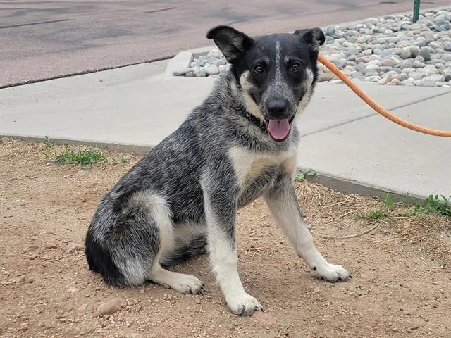 A young medium-sized female Australian Cattle Dog / Blue Heeler dog named Eloel for adoption in Colorado Springs, CO