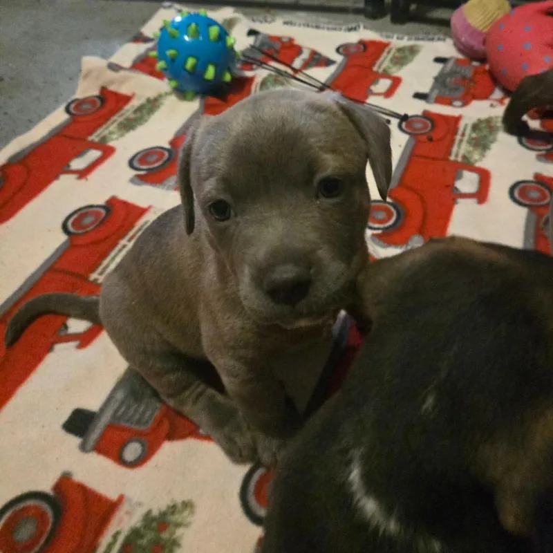 A baby medium-sized female Pit Bull Terrier dog named Aura for adoption in Lima, OH