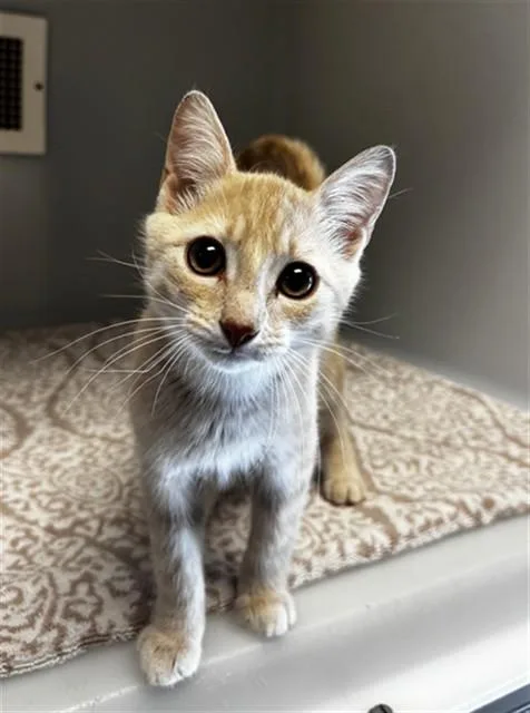 A baby small-sized male Domestic Short Hair cat named Lemon for adoption in Statesville, NC